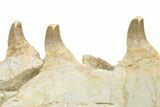 Partial Mosasaur Jaw with Seven Teeth - Morocco #220672-6